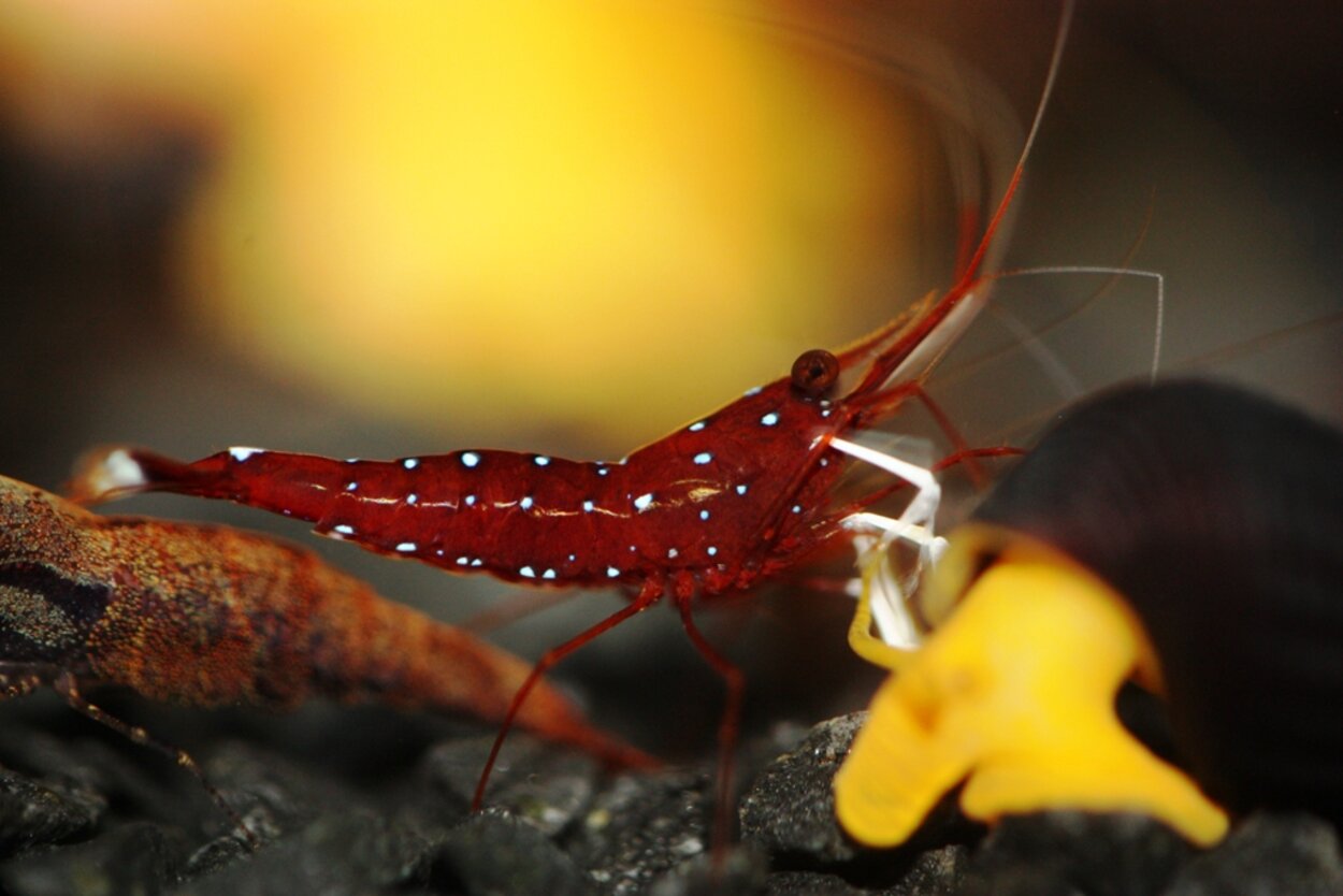 Vitbenad kardinalräka och Sulawesisnäckor