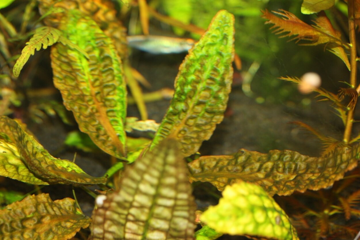 Cryptocoryne