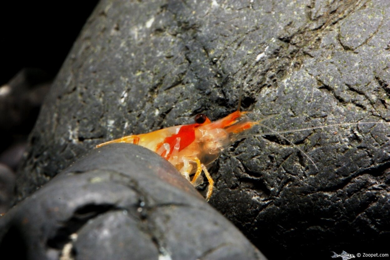 Neocaridina heteropoda var. "Orange Rili"