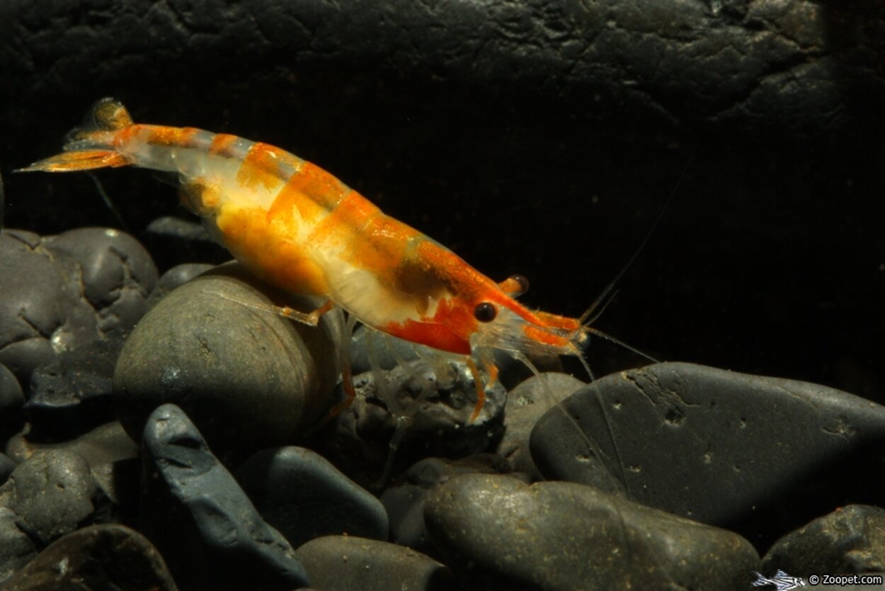 Neocaridina heteropoda var. "Orange Rili"