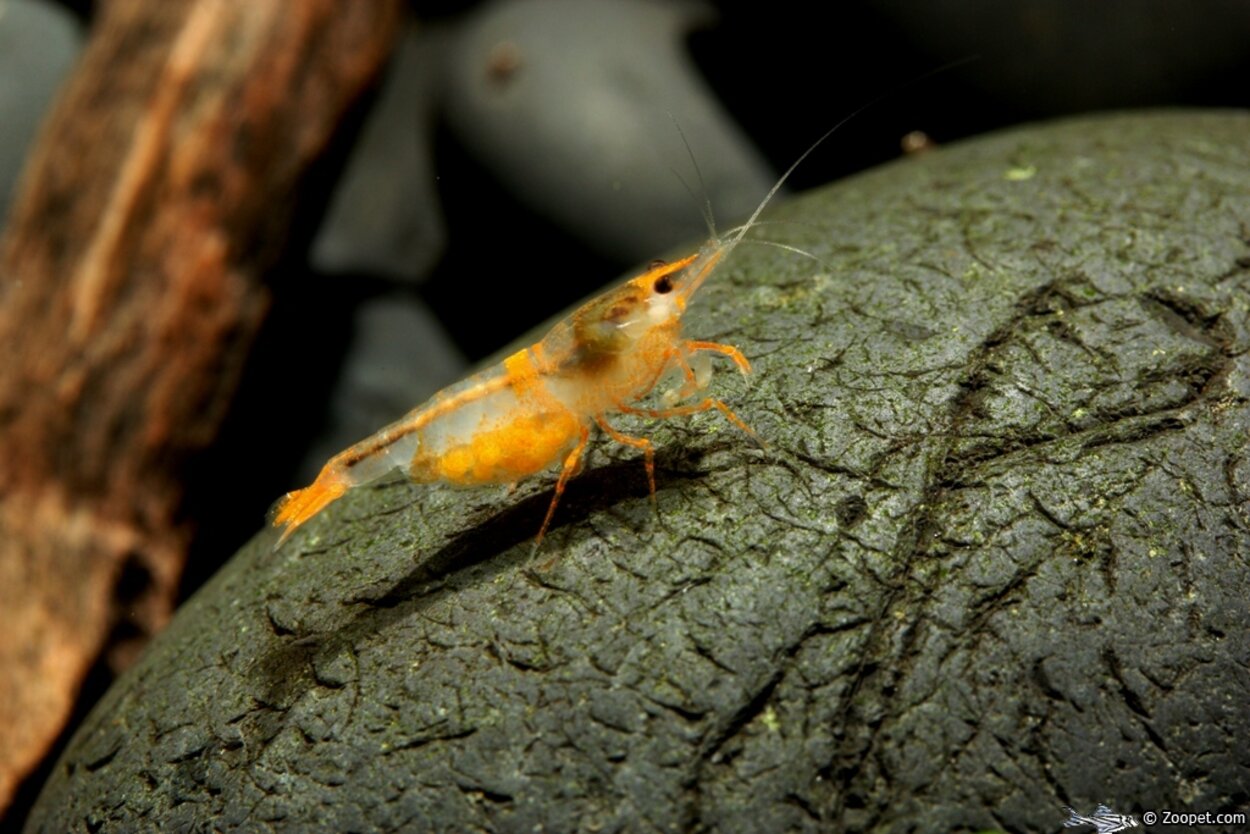 Neocaridina heteropoda var. "Orange Rili"