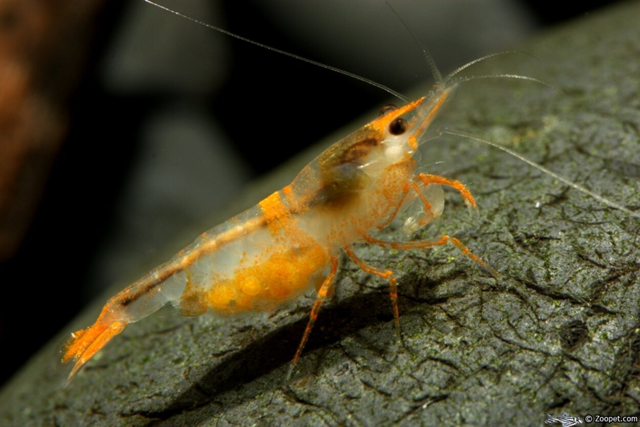 Neocaridina heteropoda var. "Orange Rili"