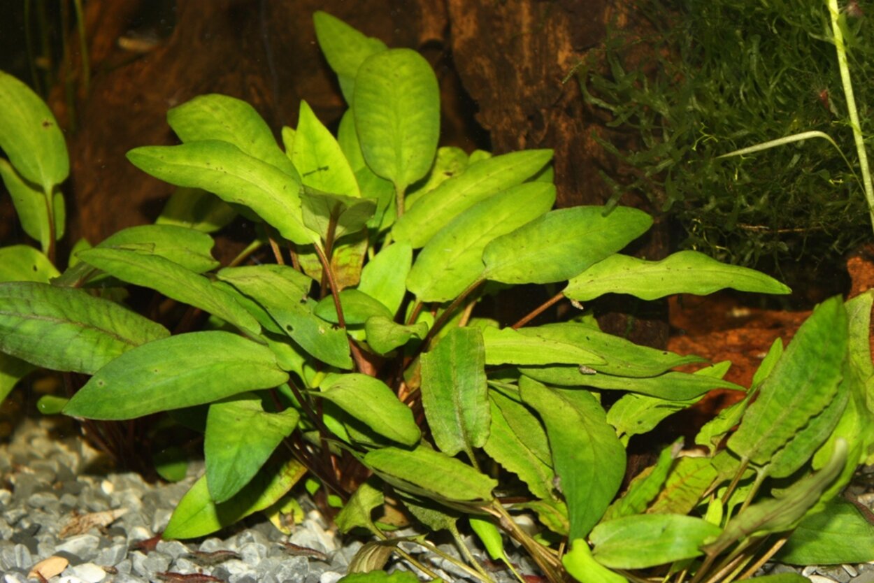 Cryptocoryne diversen