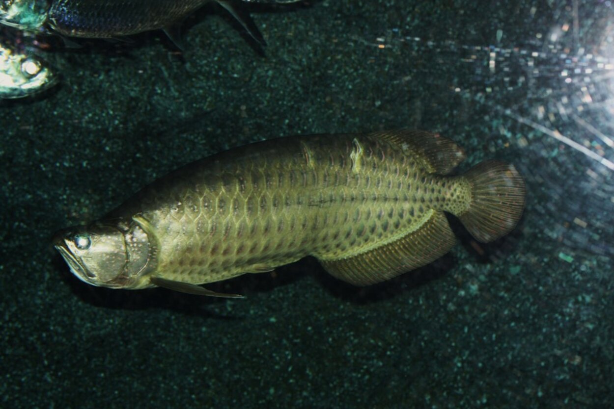 Arowana XXXL