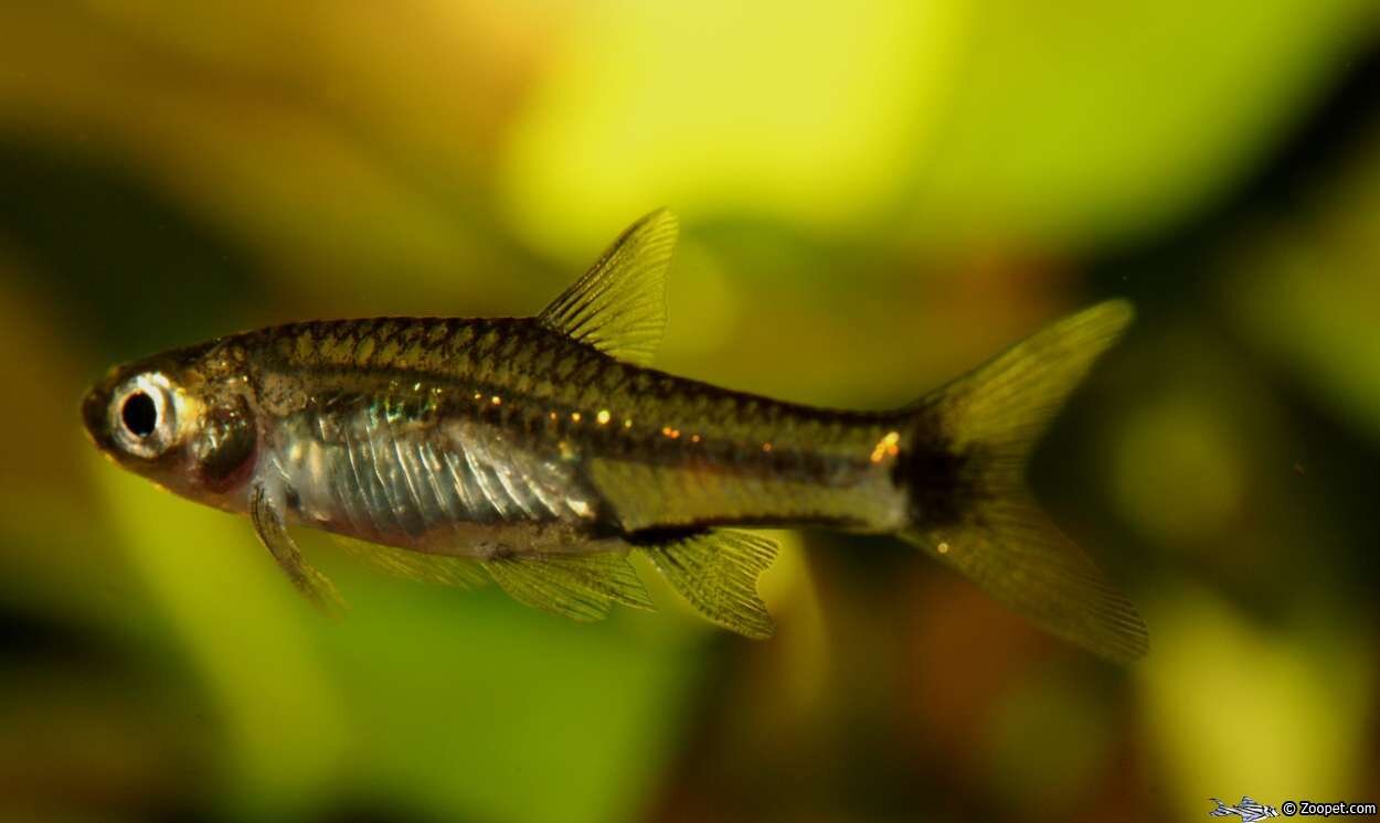 rasbosoma spilocerca