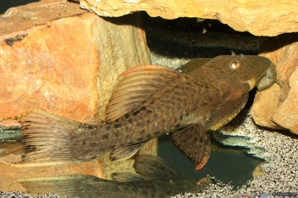 Pseudacanthicus sp. L024