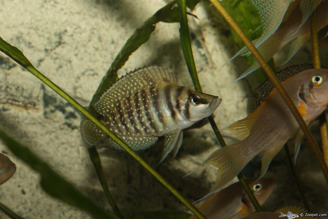 Altolamprologus calvus