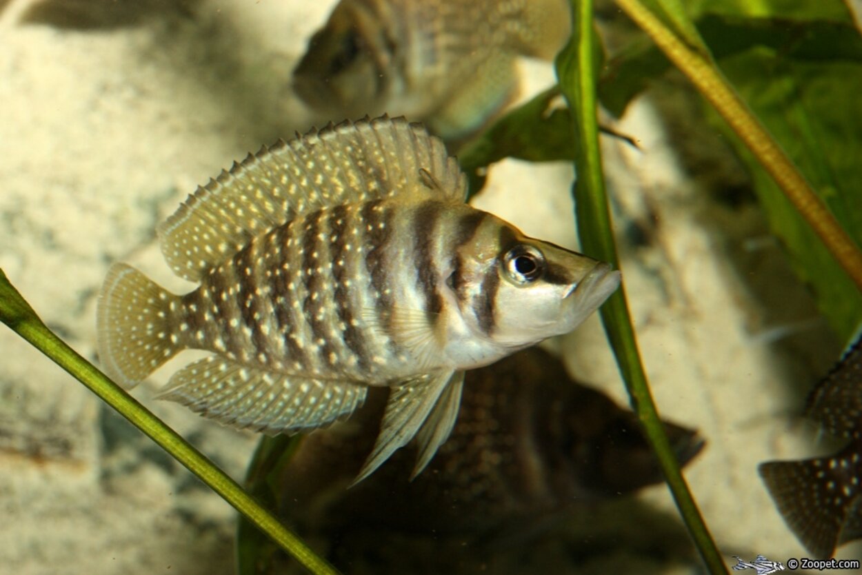 Altolamprologus calvus