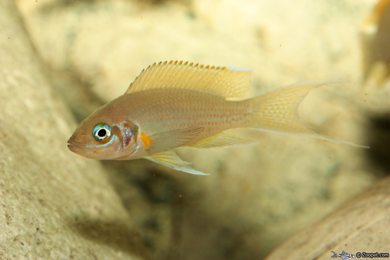 Neolamprologus