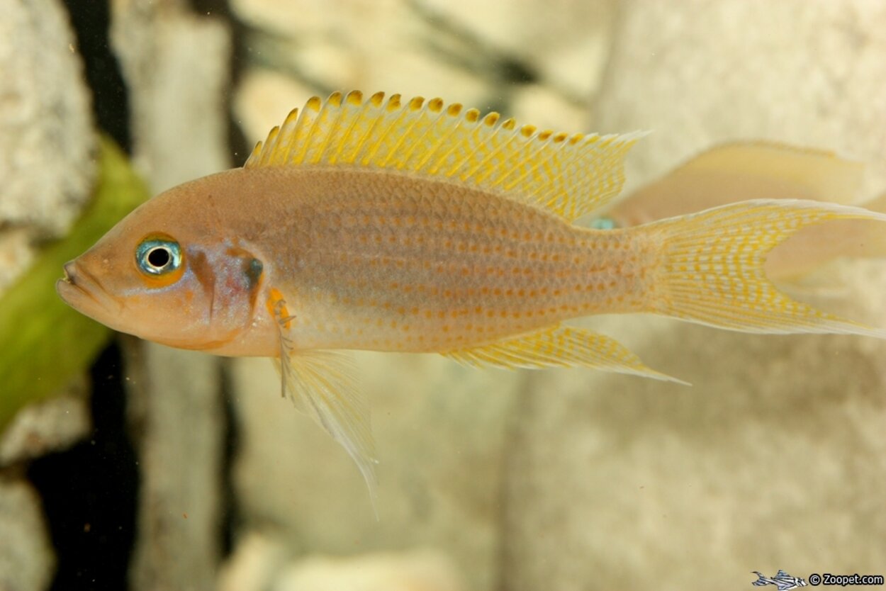 Neolamprologus