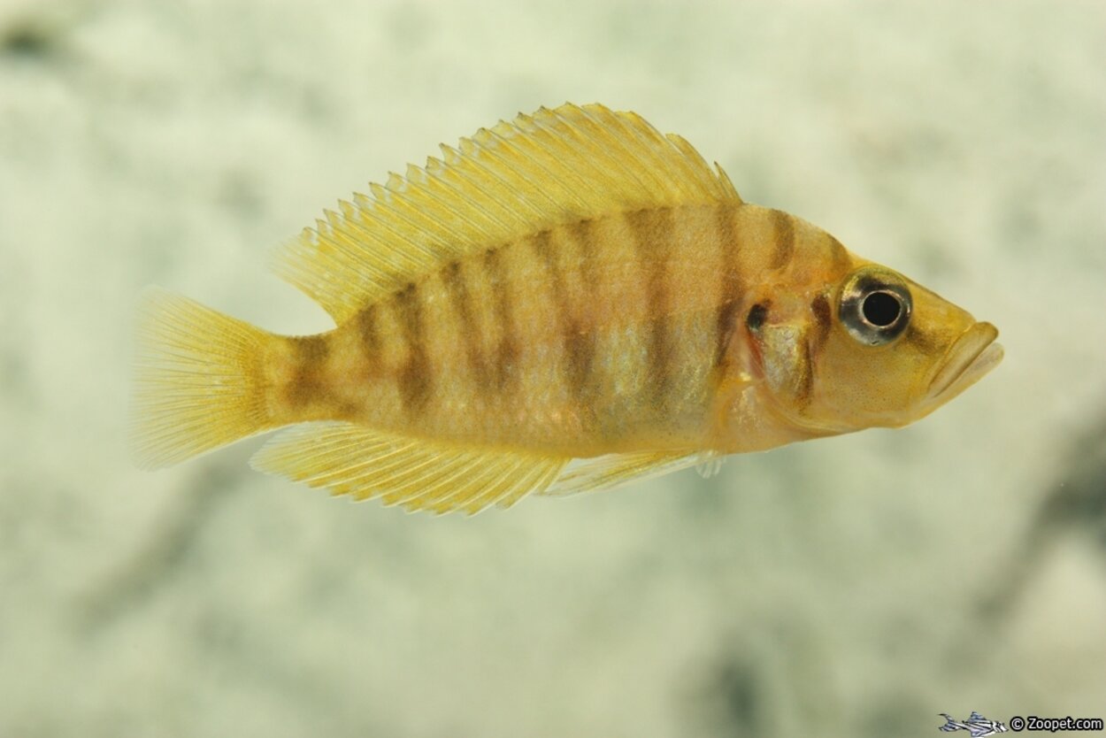 Altolamprologus compressiceps