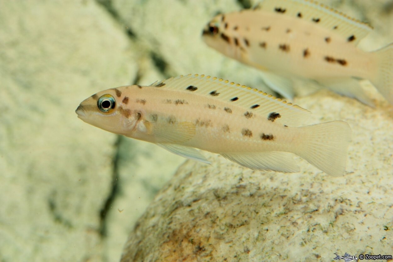 Chalinochromis sp. 'ndobnoi'