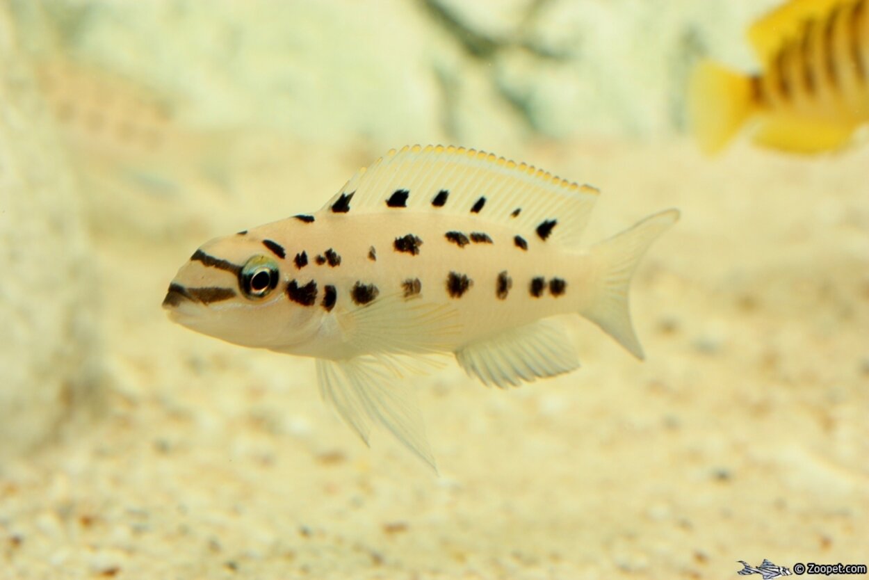 Chalinochromis sp. 'ndobnoi'