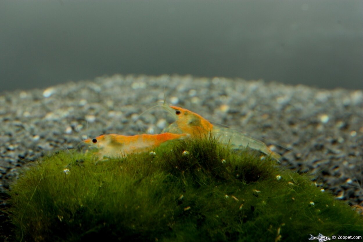 Neocaridina heteropoda Orange Rili