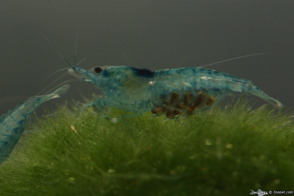 Caridina cf. cantonensis, Shadow bee "blue"