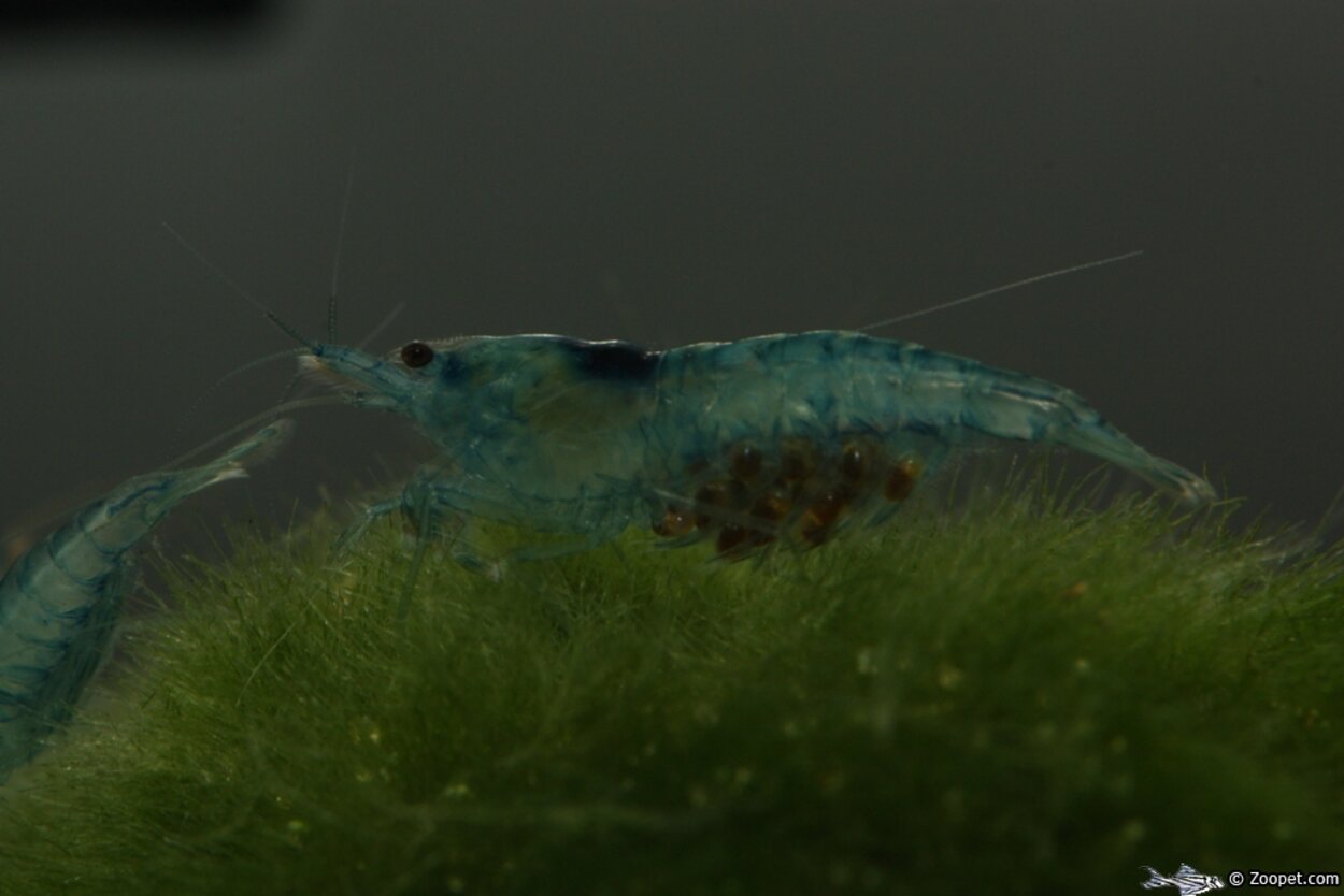 Caridina cf. cantonensis, Shadow bee "blue"