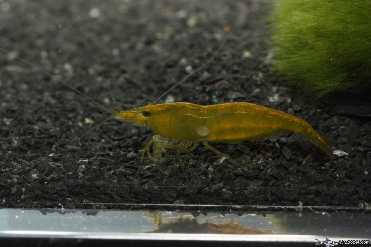 Caridina cf. cantonensis?