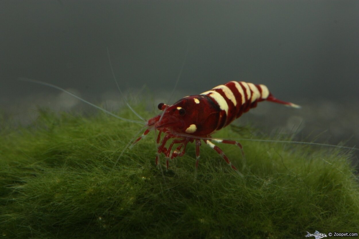 Caridina cf. cantonensis "Red Pinto Zebra"