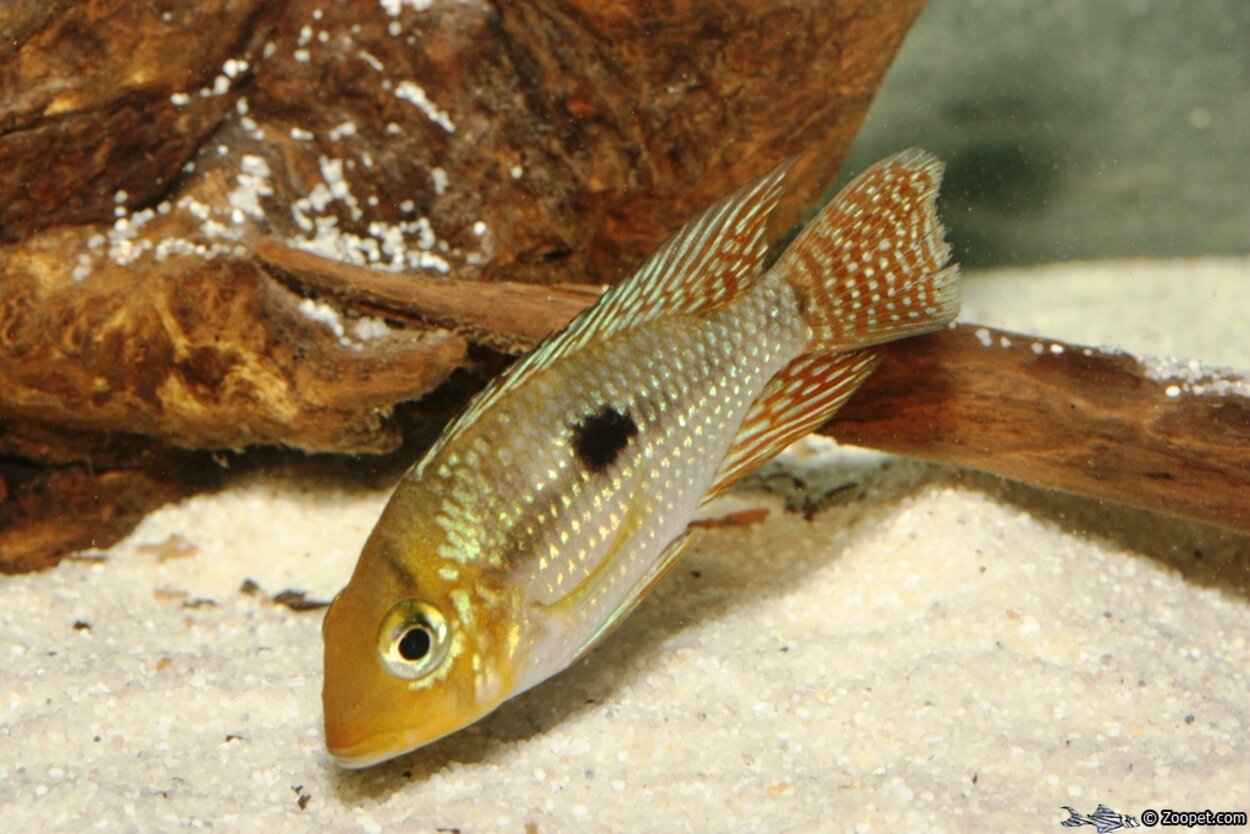 Geuphagus sp. aff. brasiliensis "Bahia blue"