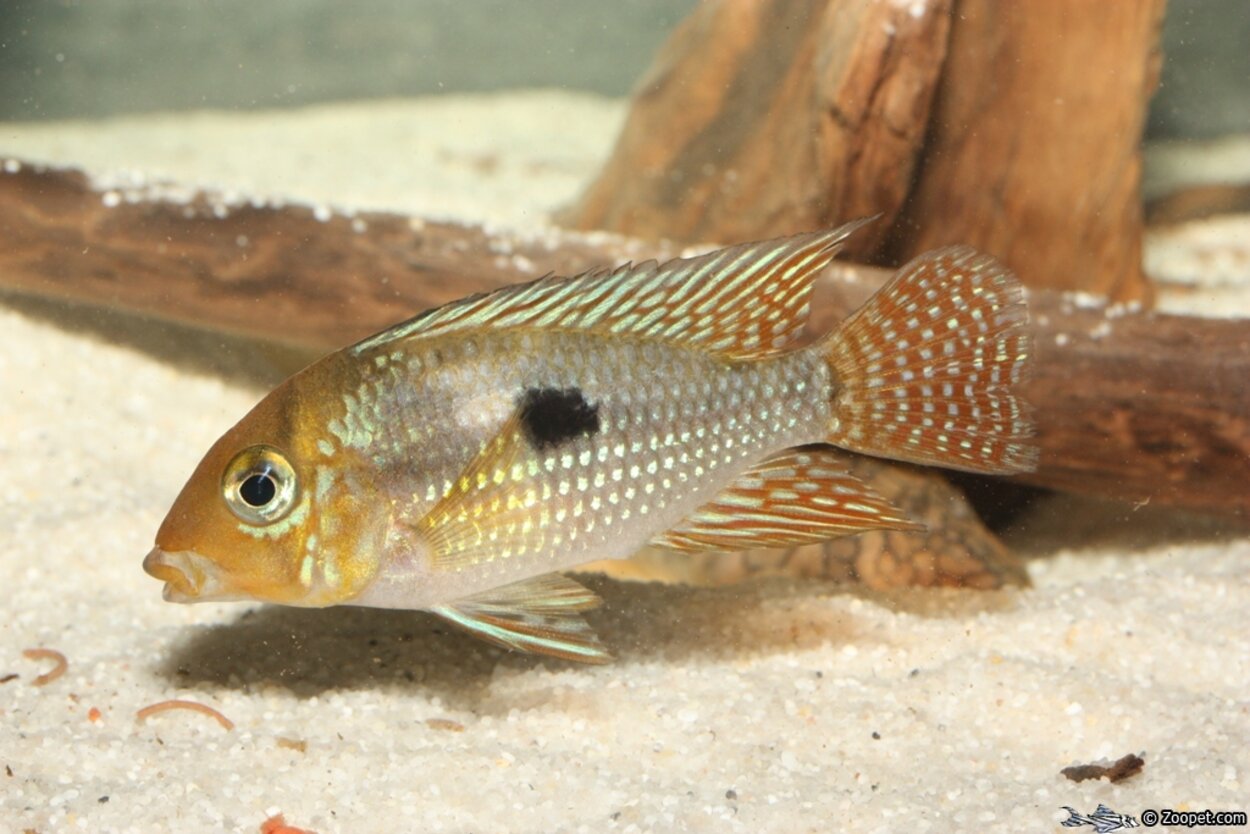 Geuphagus sp. aff. brasiliensis "Bahia blue"