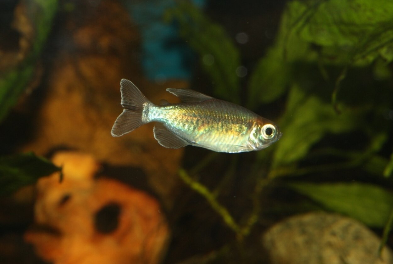 Ung Kongotetra, Phenacogrammus interruptus