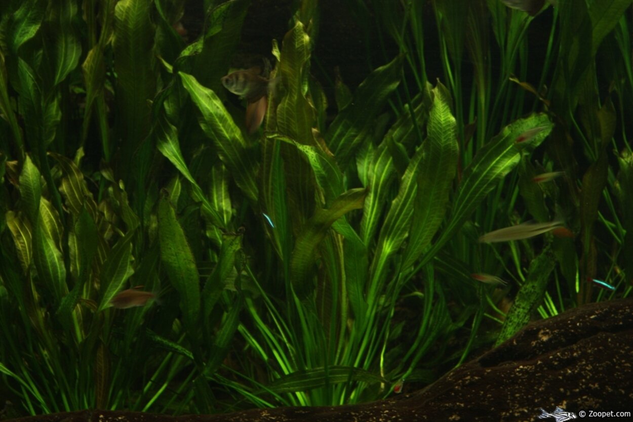 Echinodorus osiris