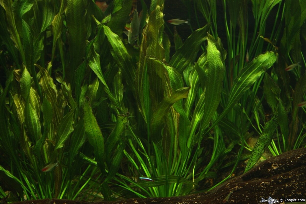 Echinodorus osiris