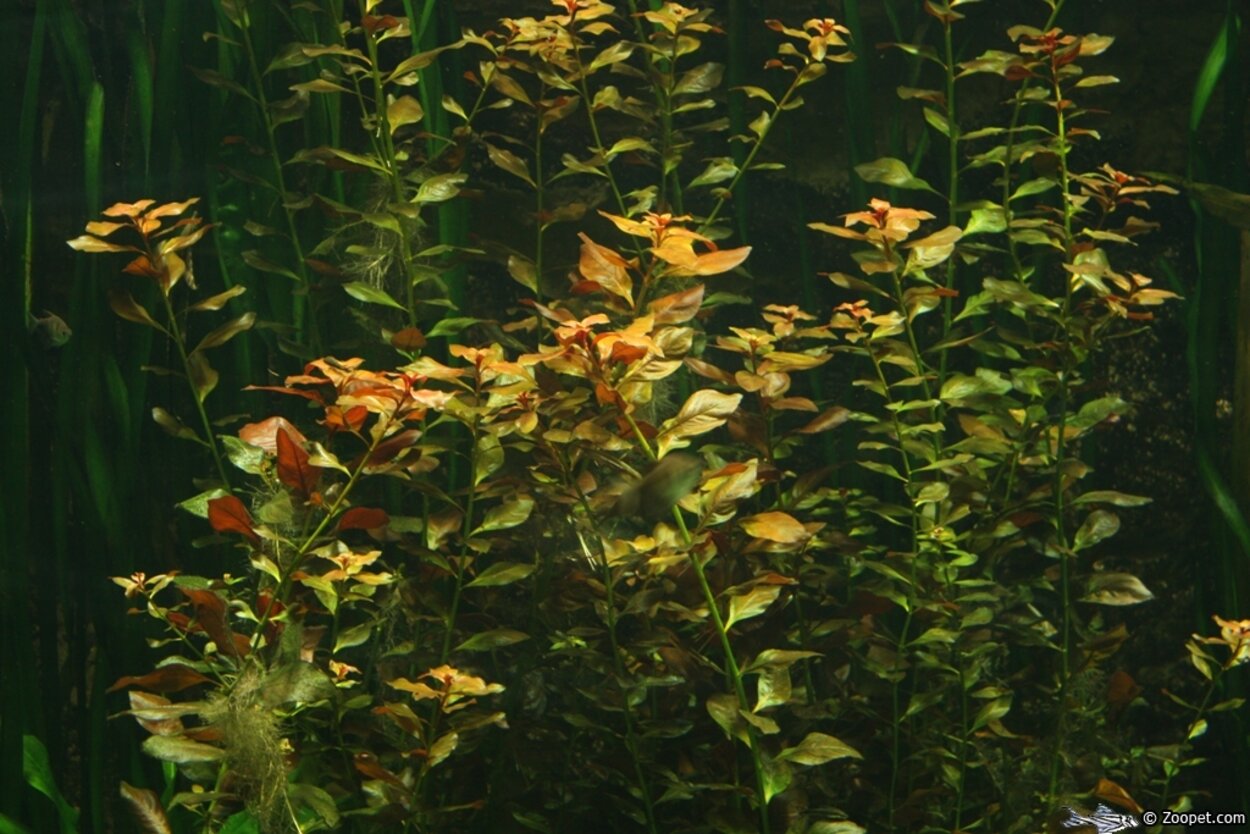 ludwigia repens