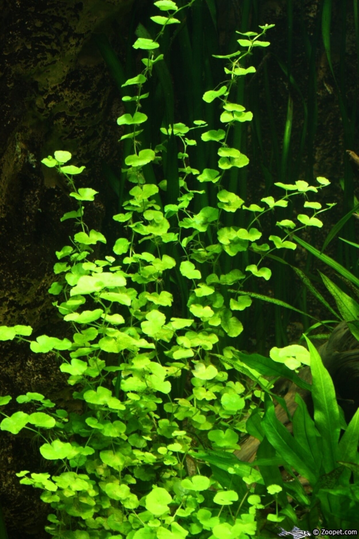 Hydrocotyle vulgaris "Spikblad"