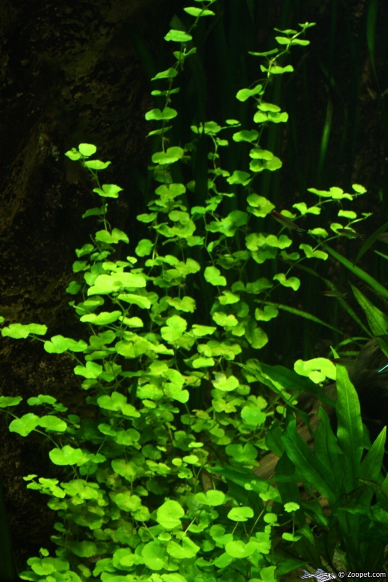 Hydrocotyle vulgaris "Spikblad"