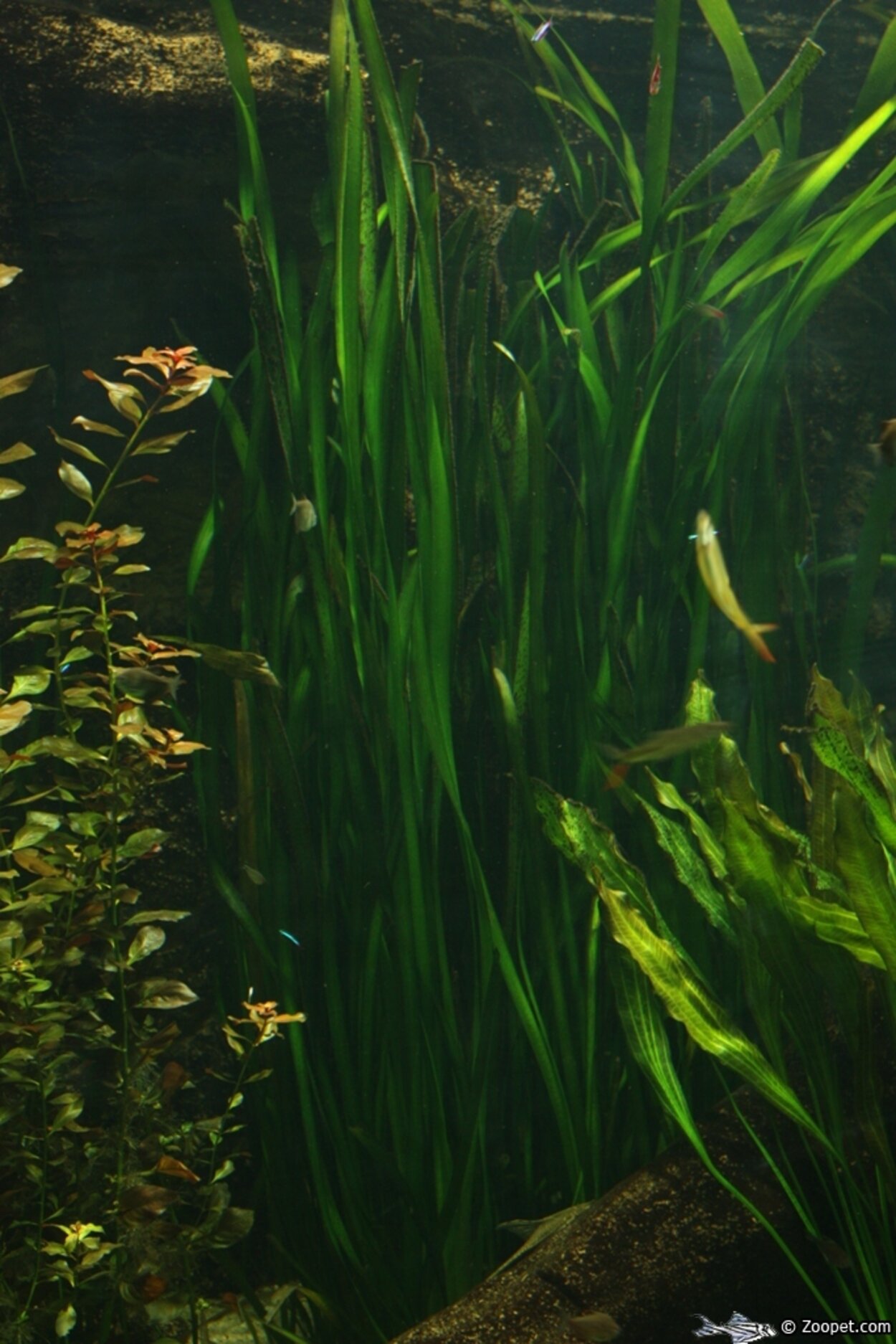 Vallisneria americana (gigantea)