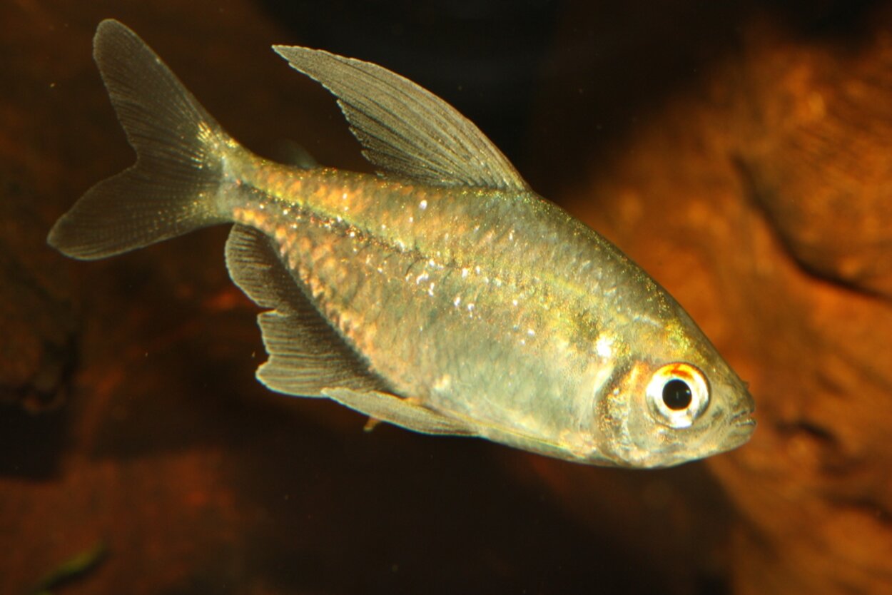 Diamanttetra, Moenkhausia pittieri