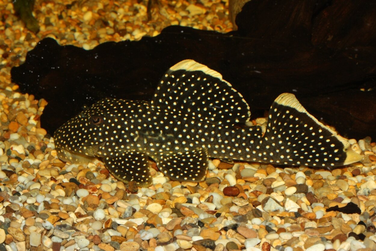 L-081 Baryancistrus sp.