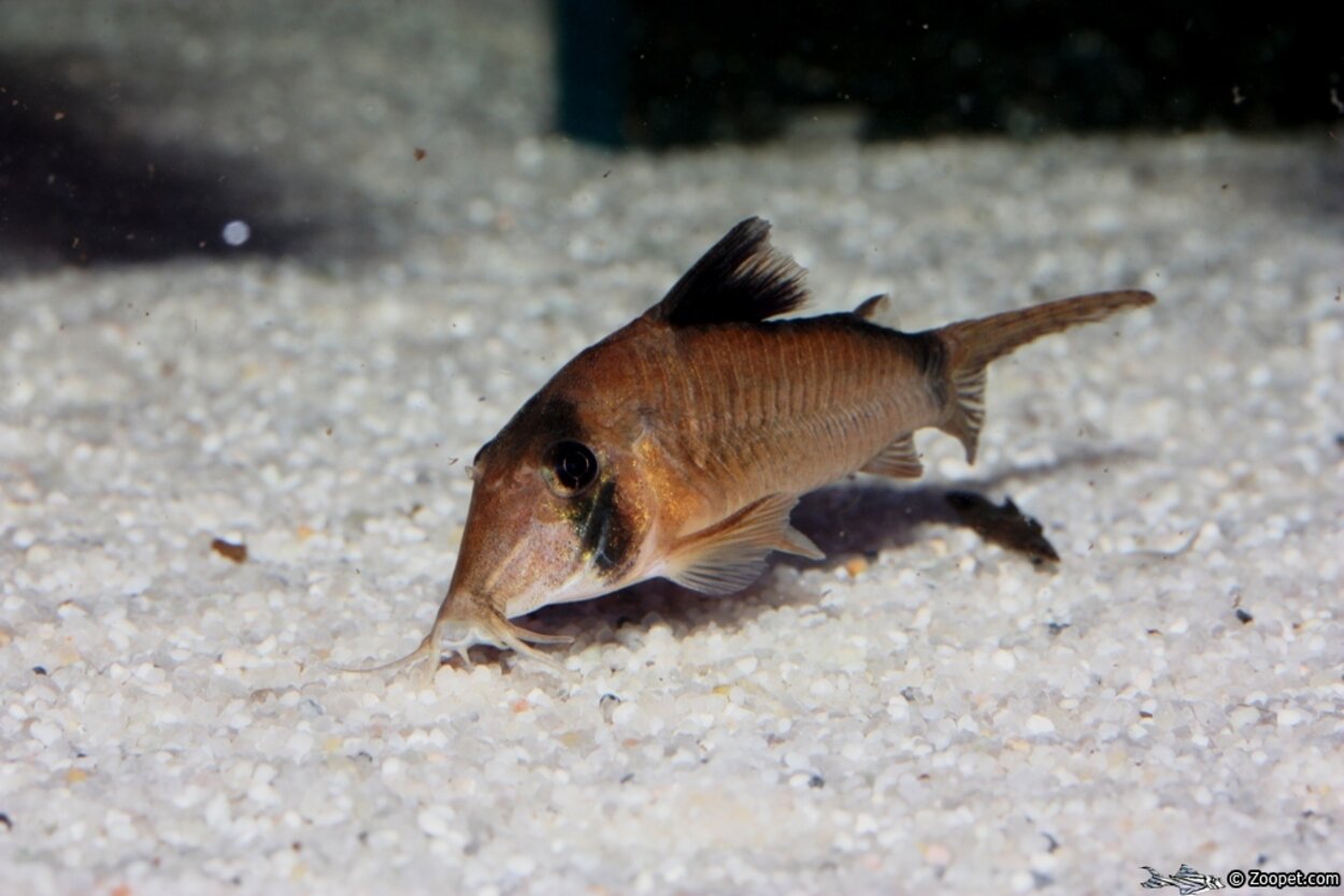 corydoras septentrionalis