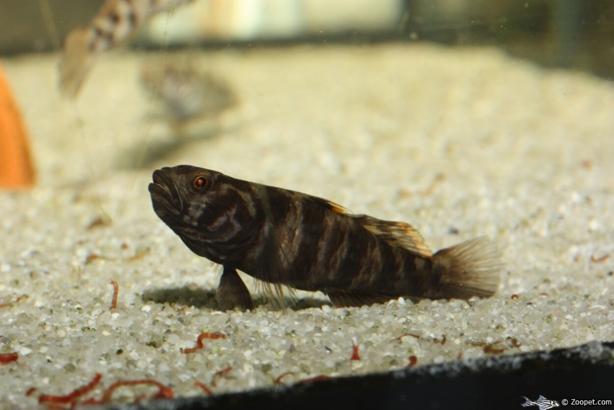 Mugilogobius adeia