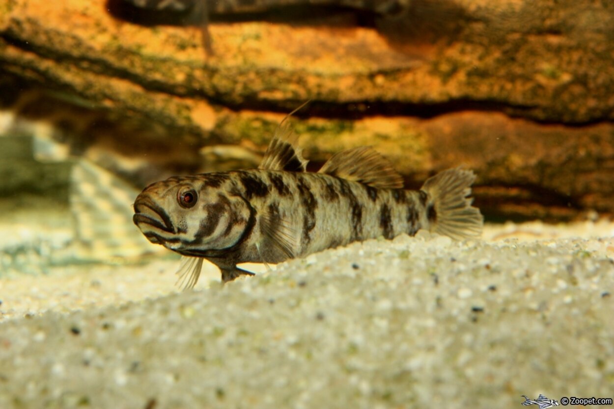 Brachygobius xanthomelas