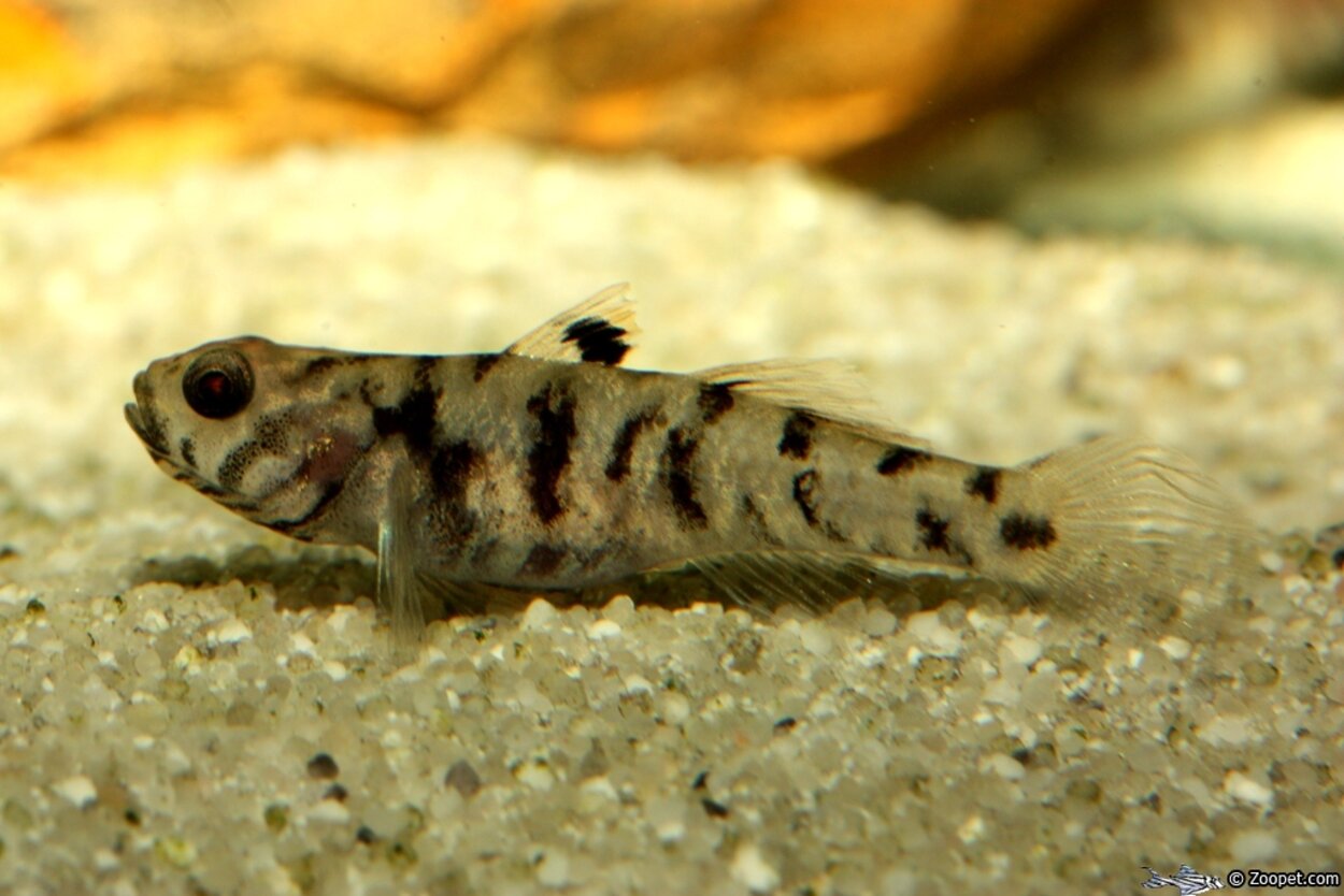 Brachygobius xanthomelas