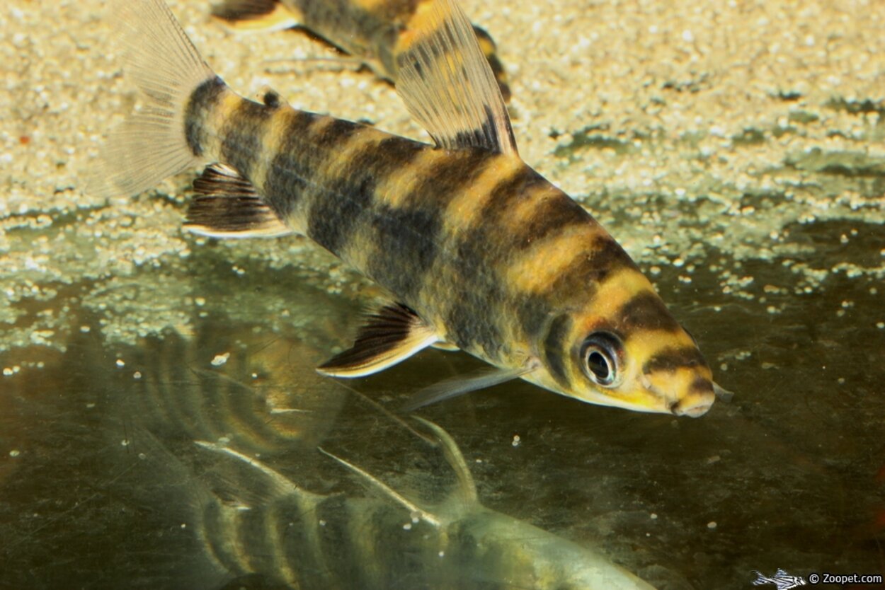 abramites hypselonotus