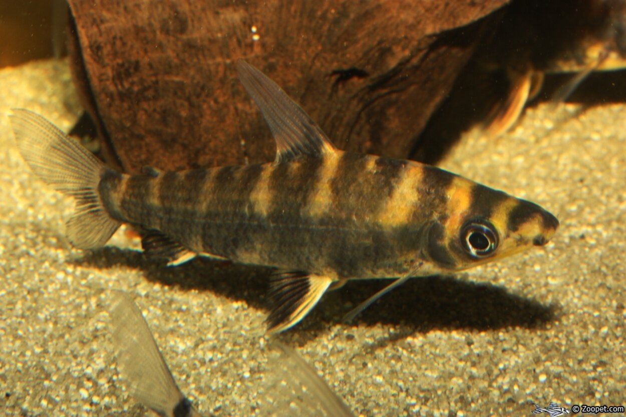 abramites hypselonotus