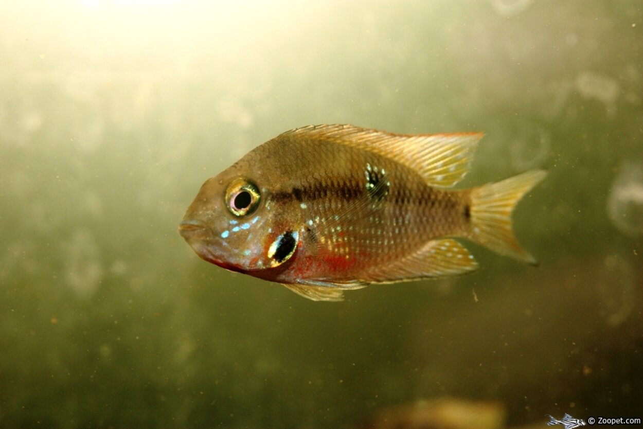 Geophagus argyrostictus, ungfisk