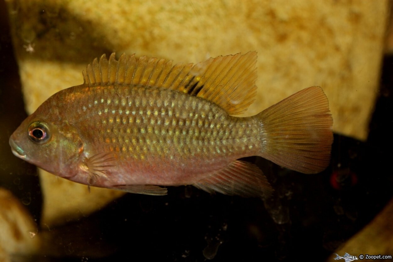 tilapia sp. kisangani