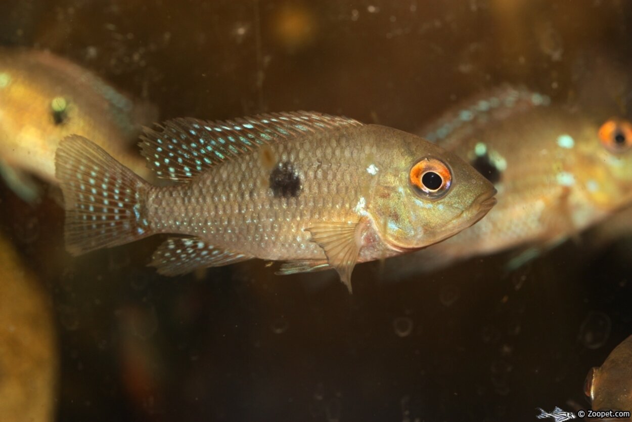 Geophagus argyrostictus, ungfisk