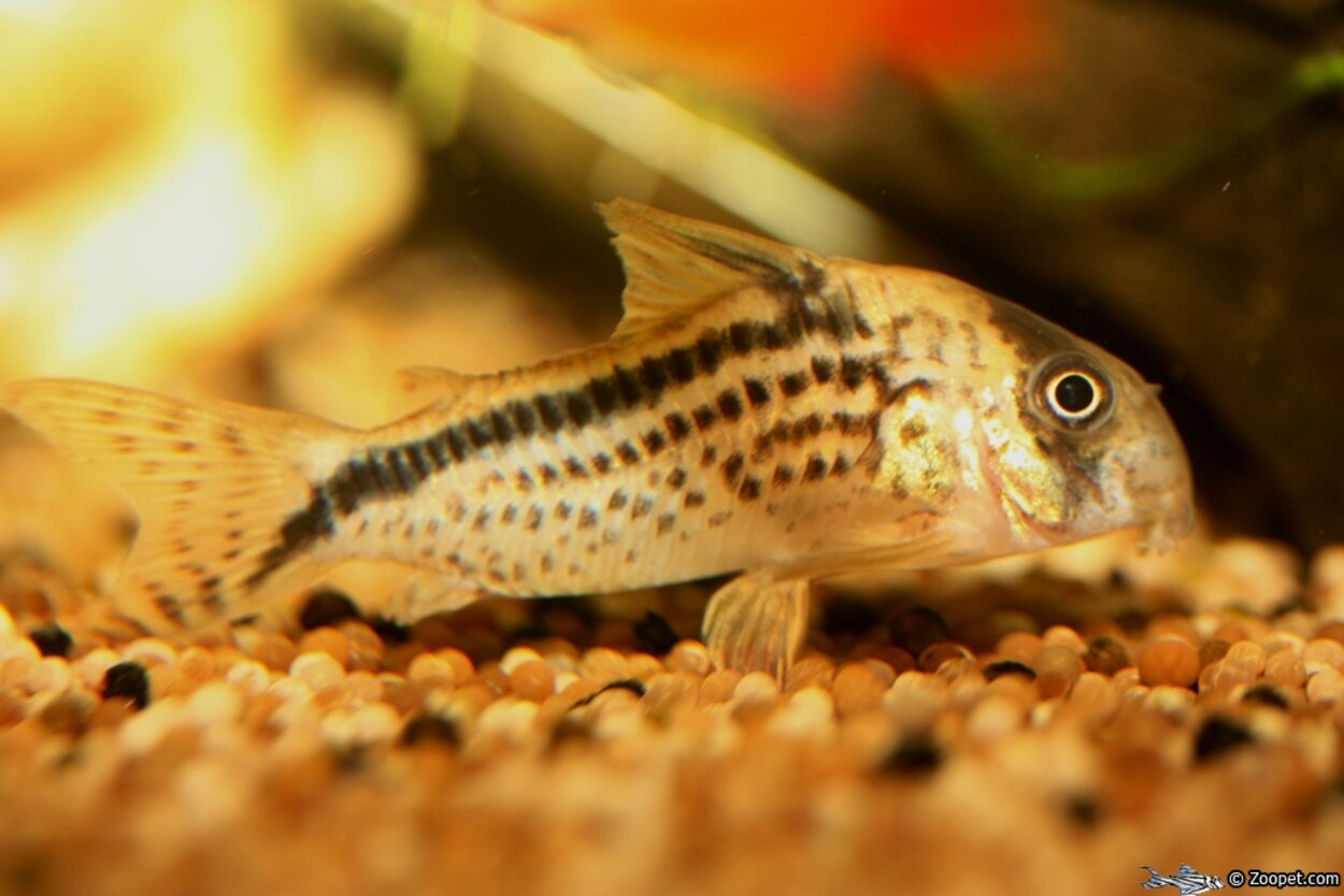 Corydoras loxozonus