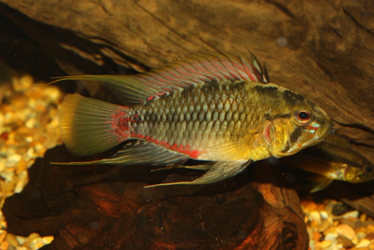 Apistogramma hongsloi