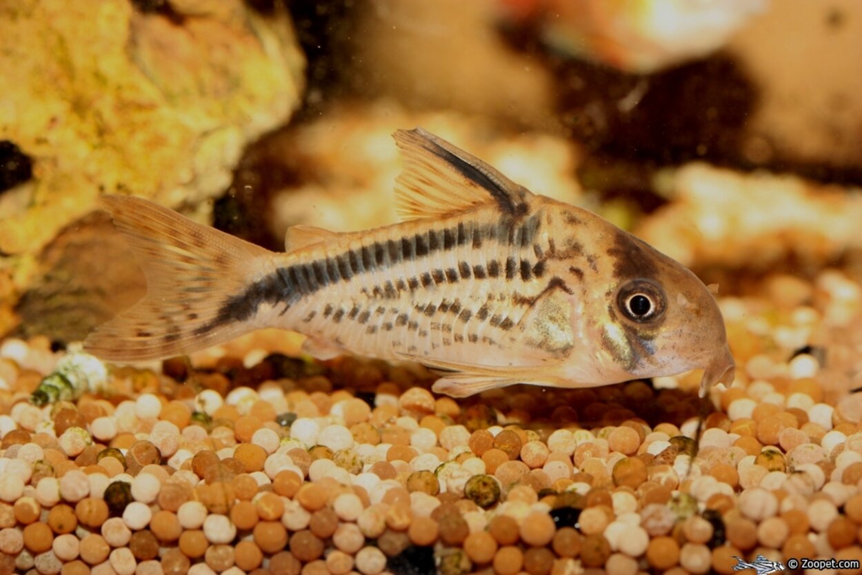 Corydoras loxozonus