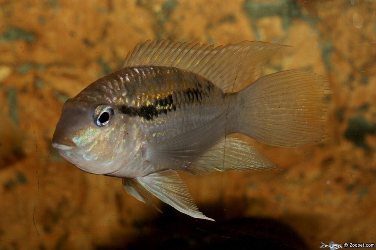 aequidens pulcher VF Colombia