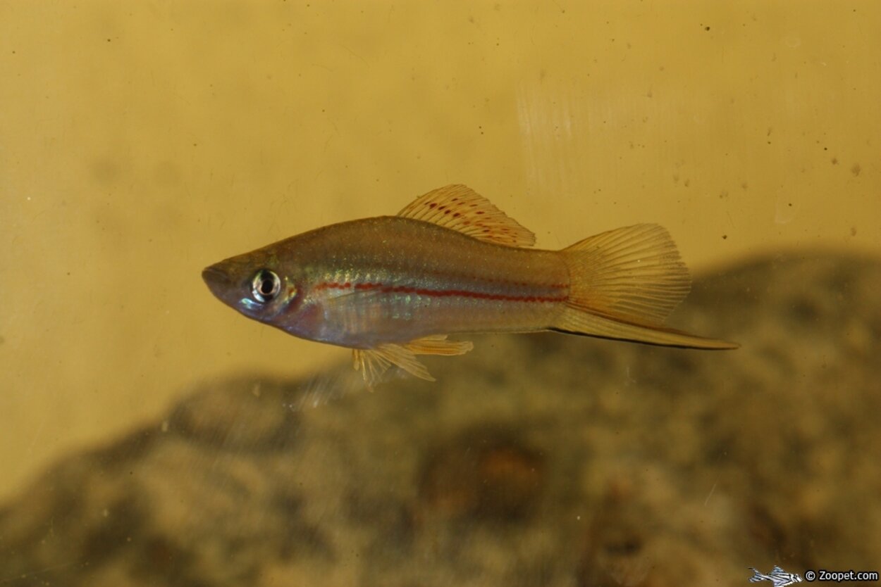 Xiphophorus helleri