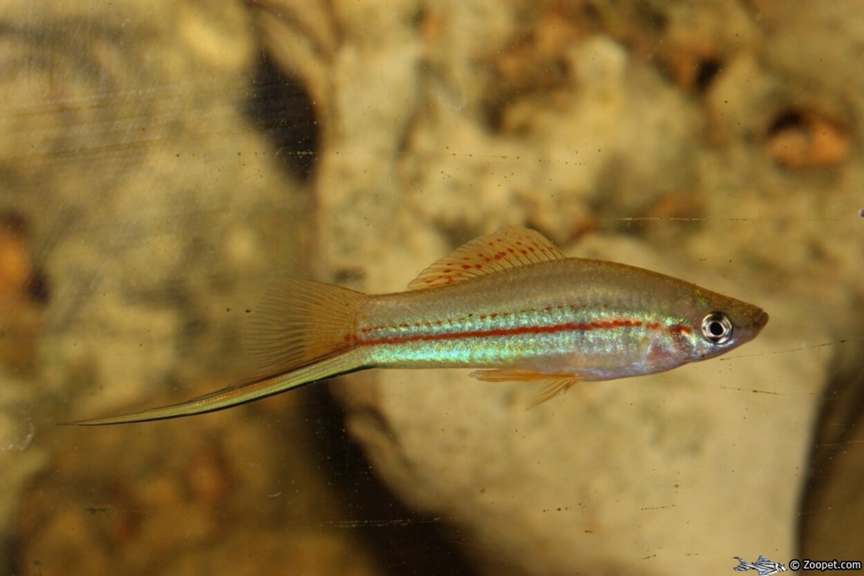 Xiphophorus helleri