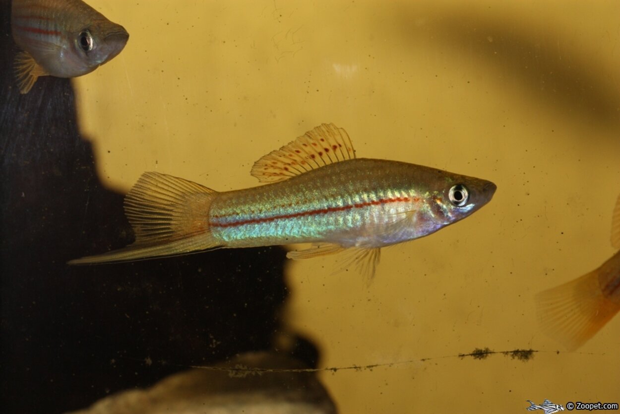 Xiphophorus helleri