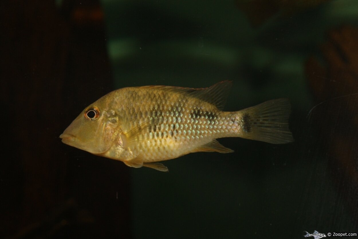 Geophagus steindachneri